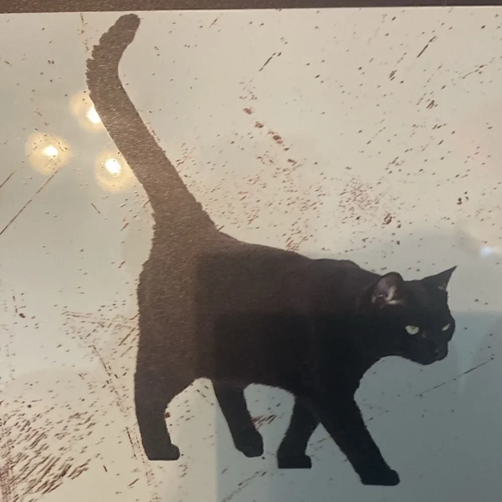 Caution Tiny Raptors Metal Sign - Humorous Black Cat Warning Sign for Home
